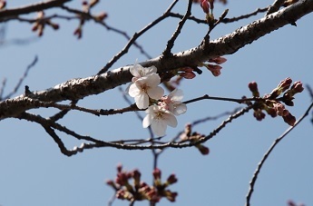 160331sakura.jpg