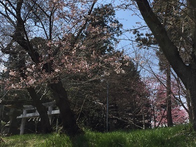 170402saba.jpg
