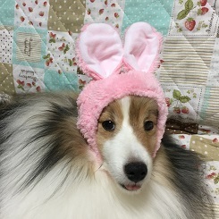 usamimi.jpg